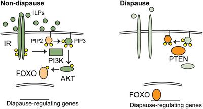 Hormonal Regulation of Diapause and Development in Nematodes, Insects, and Fishes